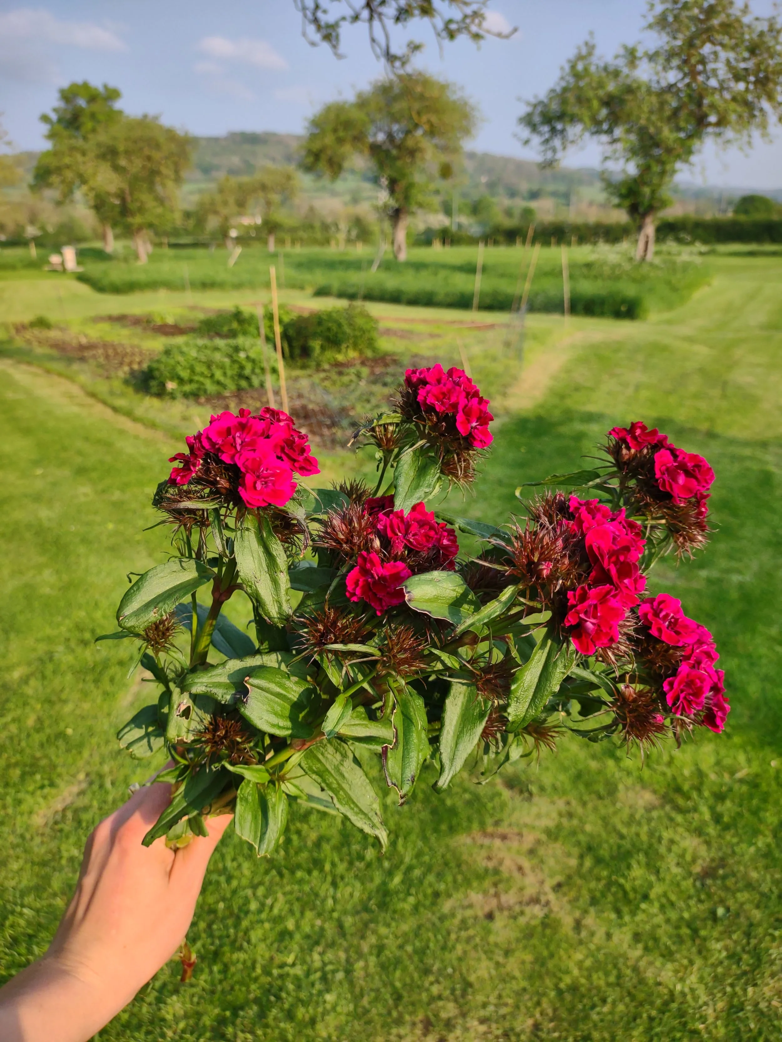 Cotswold Flora's Flowers — Cotswold Flora